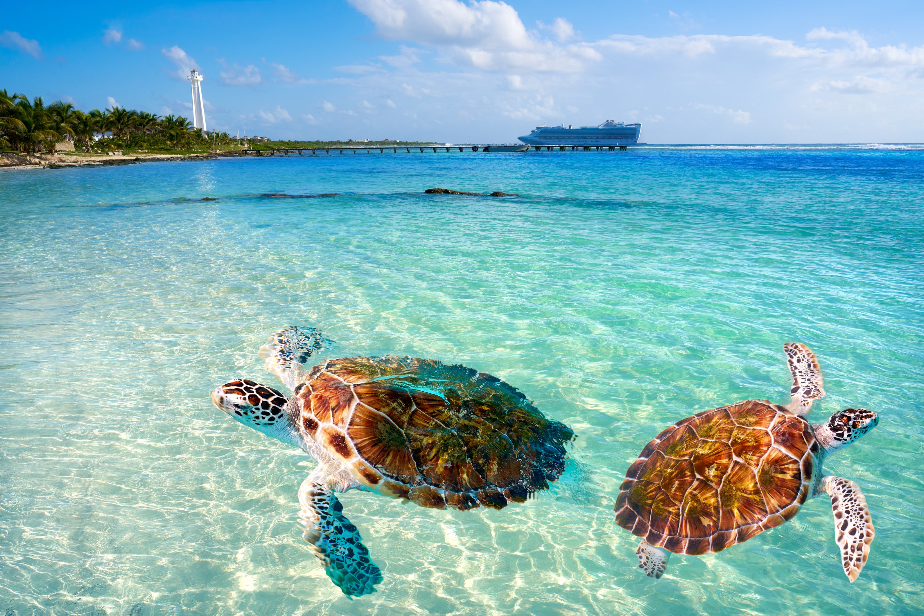 Mahahual Caribbean Beach Turtle Photomount